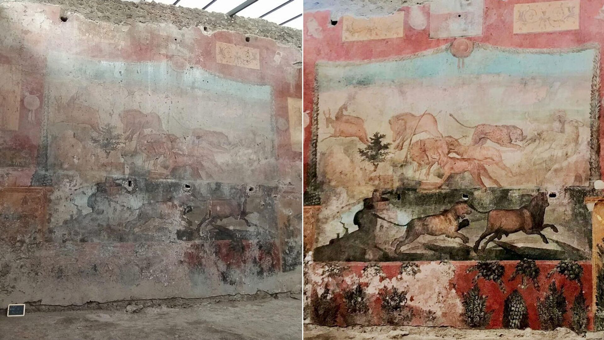 Большая фреска сада Дома Цеи в Помпеях до и после реставрации - РИА Новости, 1920, 01.03.2021