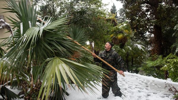 Рабочий парка Дендрарий в Сочи сбивает снег с деревьев.