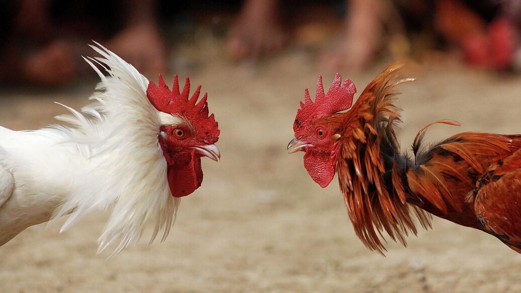 Петух напал на мужчину и убил его