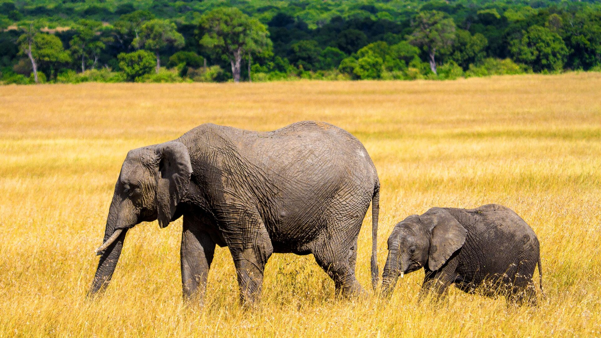 Elephants in the Masai Mara National Reserve in Kenya - 1920, 01/19/2022