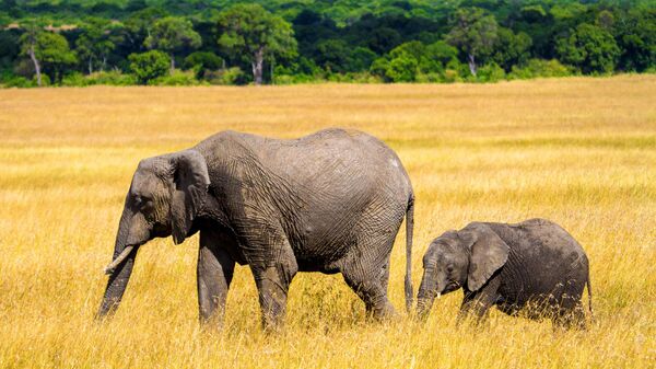 Cлоны в национальном заповеднике Масаи-Мара в Кении