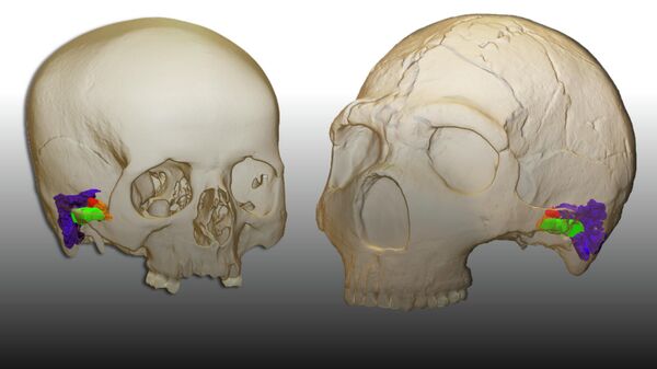 3D-реконструкция внутреннего уха современного человека и неандертальца