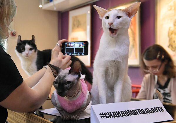 Кошки во время онлайн-конференции Котики против коронавируса в котокафе Республика кошек в Санкт-Петербурге