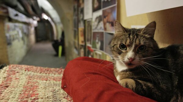 Кот в подвале Эрмитажа во время ежегодной акции День эрмитажного кота