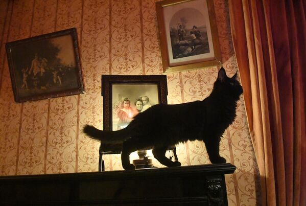 Новый кот Бегемот в нехорошей квартире под номером 50 музея Михаила Булгакова на Большой Садовой улице, дом 10 в Москве