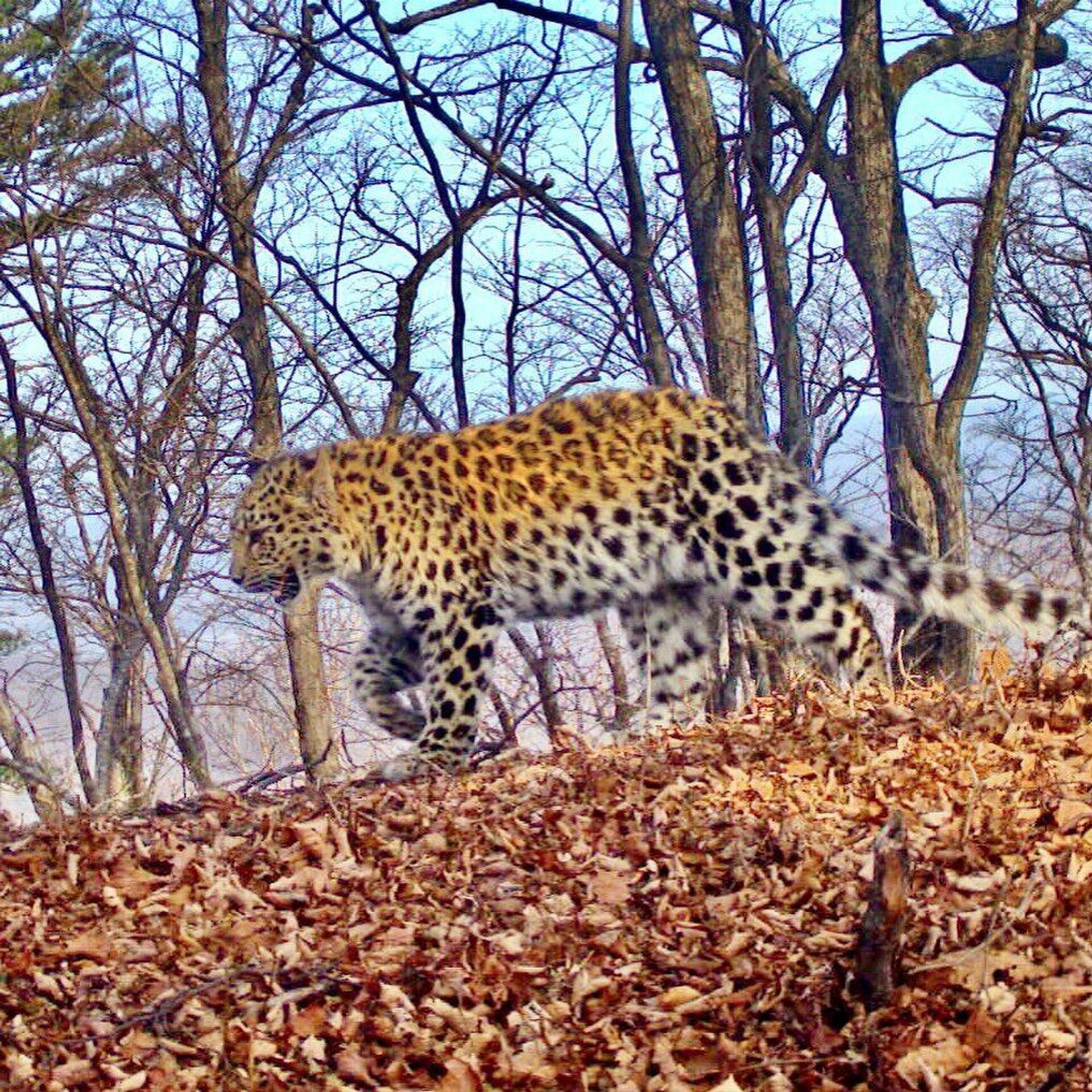 Дальневосточный леопард самка