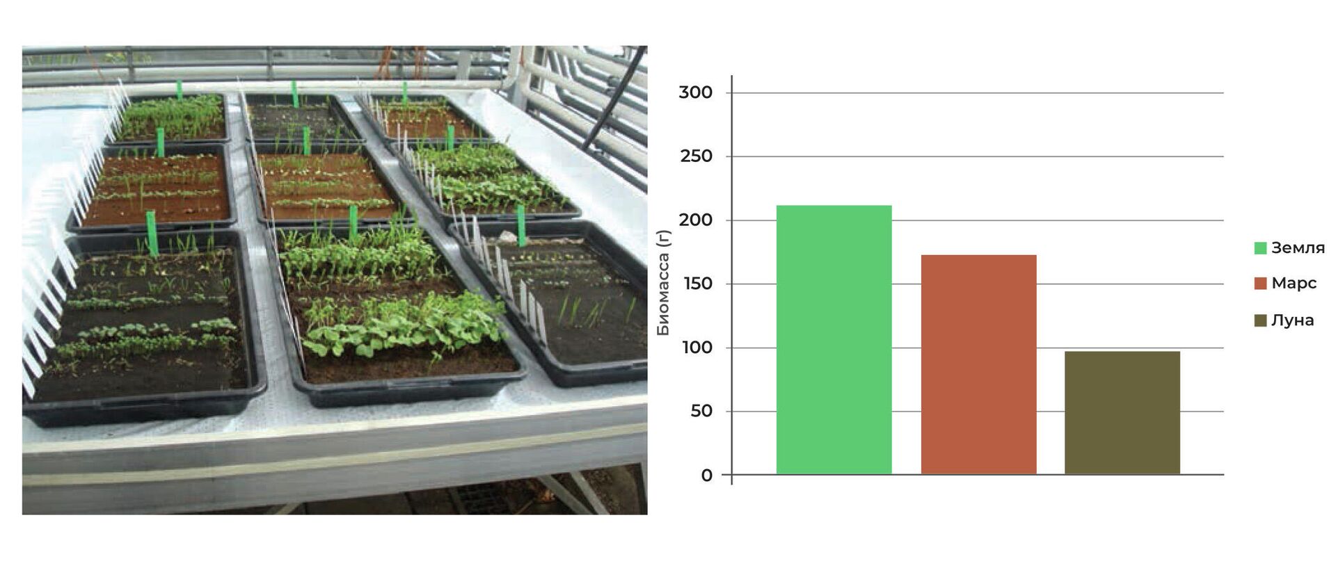 Биомасса, выращенная в земном, марсианском и лунном грунте - РИА Новости, 1920, 02.03.2021