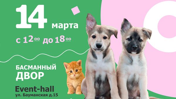 Юна-Фест выставка кошек и собак из приютов