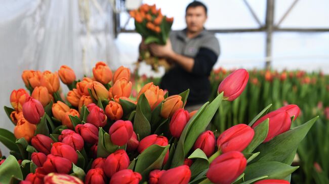 Сбор тюльпанов в преддверии праздника 8 Марта в тепличном хозяйстве фермера Александра Бурмантова в Новосибирске
