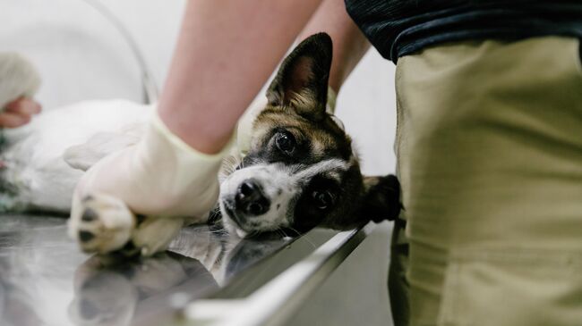 Хозяин со своим питомцем