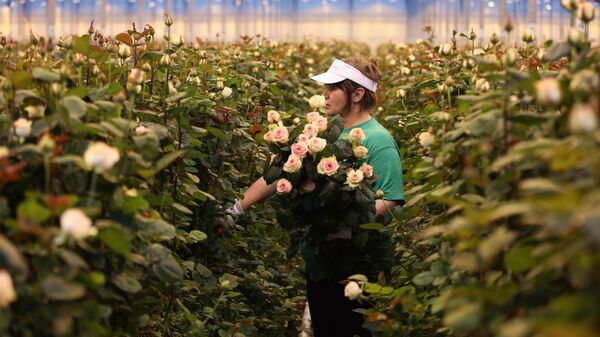 Выращивание роз в тепличном комплексе Зелёный Дом в поселке Супс Тахтамукайского района Республики Адыгея. Специалистами Зелёного Дома выращиваются порядка 50-ти сортов роз в закрытом грунте