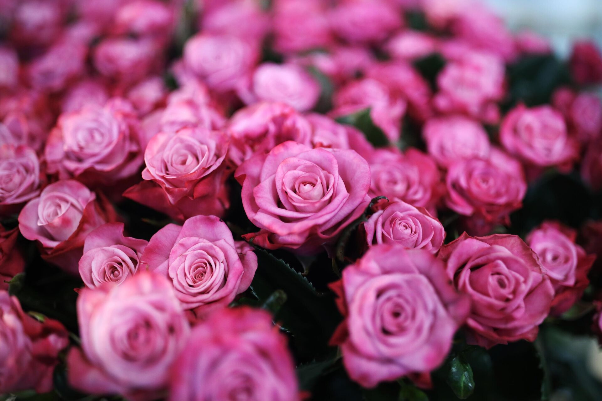 Розы, выращенные в тепличном комплексе Зелёный Дом - РИА Новости, 1920, 05.03.2021
