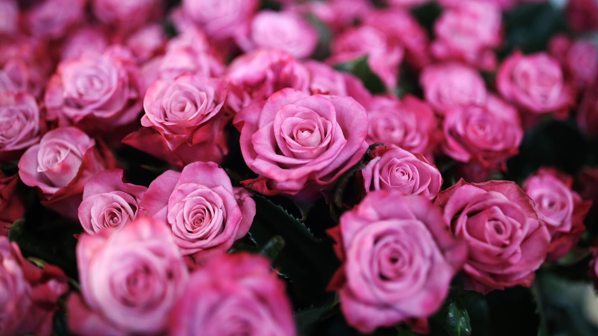 Розы, выращенные в тепличном комплексе Зелёный Дом - РИА Новости, 1920, 04.03.2021
