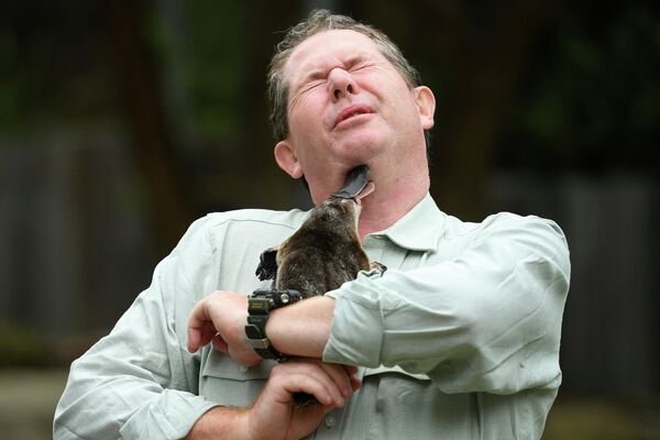 Смотритель зоопарка Таронга держит Утконоса по имени Энни в Сиднее