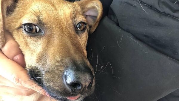 Собака по кличке Жуля, спасенная саратовскими ветеринарами