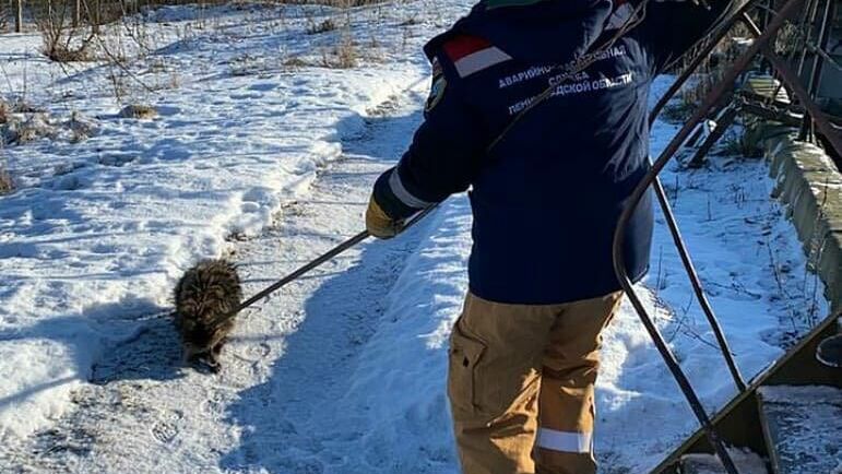 Спасение енотовидной собаки из очистных сооружений в Ленинградской области - РИА Новости, 1920, 05.03.2021