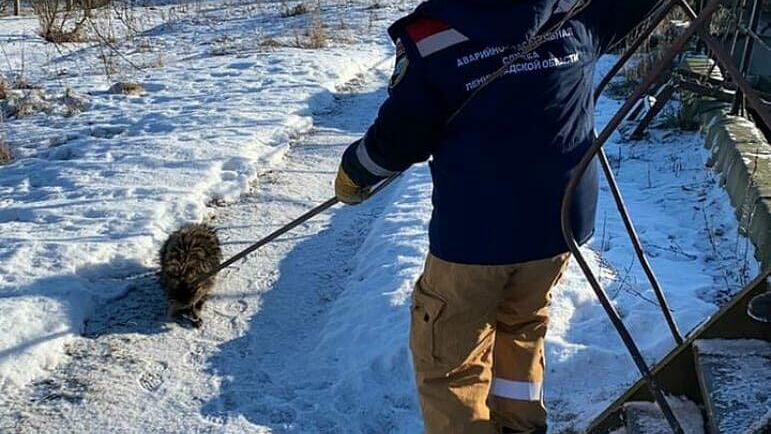 Спасение енотовидной собаки из очистных сооружений в Ленинградской области - РИА Новости, 1920, 05.03.2021