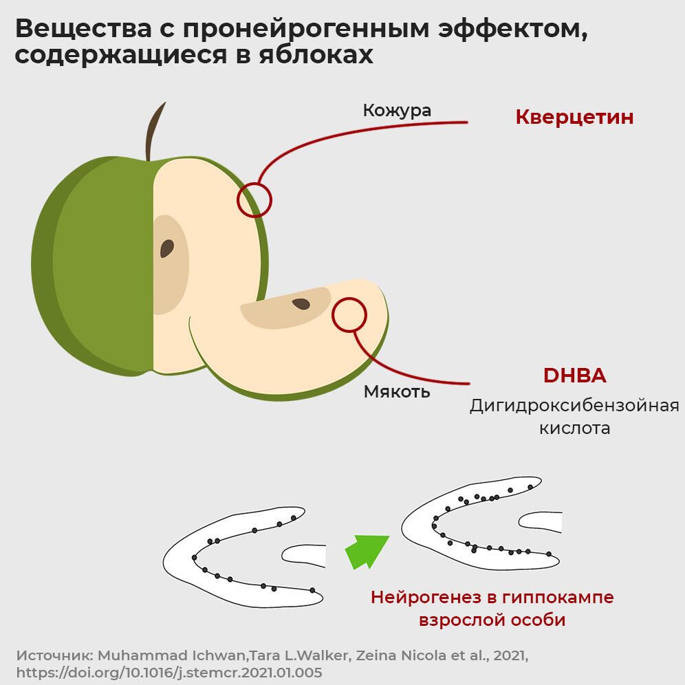 Вещества с пронейрогенным эффектом, содержащиеся в яблоках - РИА Новости, 1920, 05.03.2021