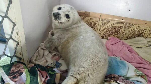 Затискали насмерть: выброшенный на берег тюлененок в Приморье погиб от стресса