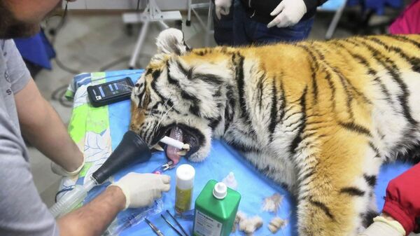 Хирургическая операция на поврежденной лапе тигра, отловленного в Пожарском районе Приморского края