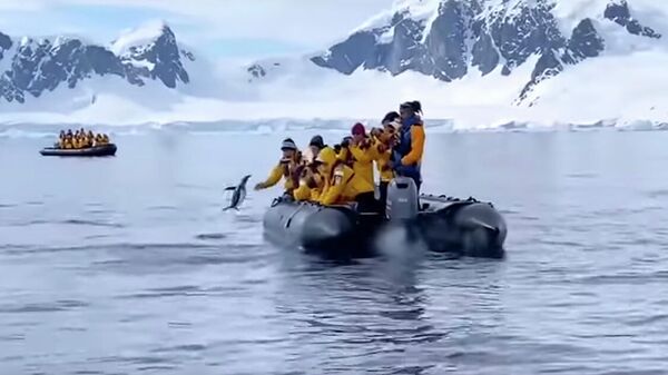 Кадр видео спасения пингвина