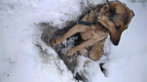 Сидел неподвижно около трассы: в Калужской области спасли вмерзшего в лед пса