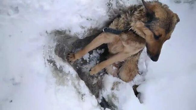 Сидел неподвижно около трассы: в Калужской области спасли вмерзшего в лед пса