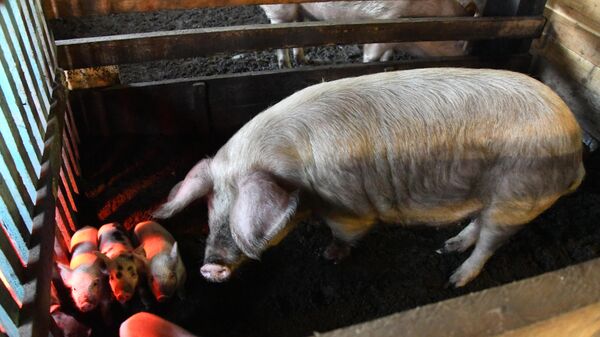 Свиноматка с поросятами в одном из частных подворий Читы.