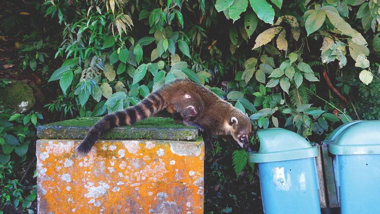 Работа Adriana Rivas Addicted coati. Третье место в категории Городская жизнь