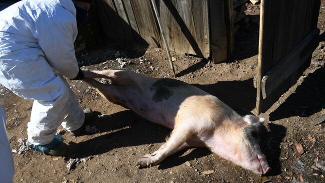 Сотрудник санитарной службы утилизирует тушу свиньи  