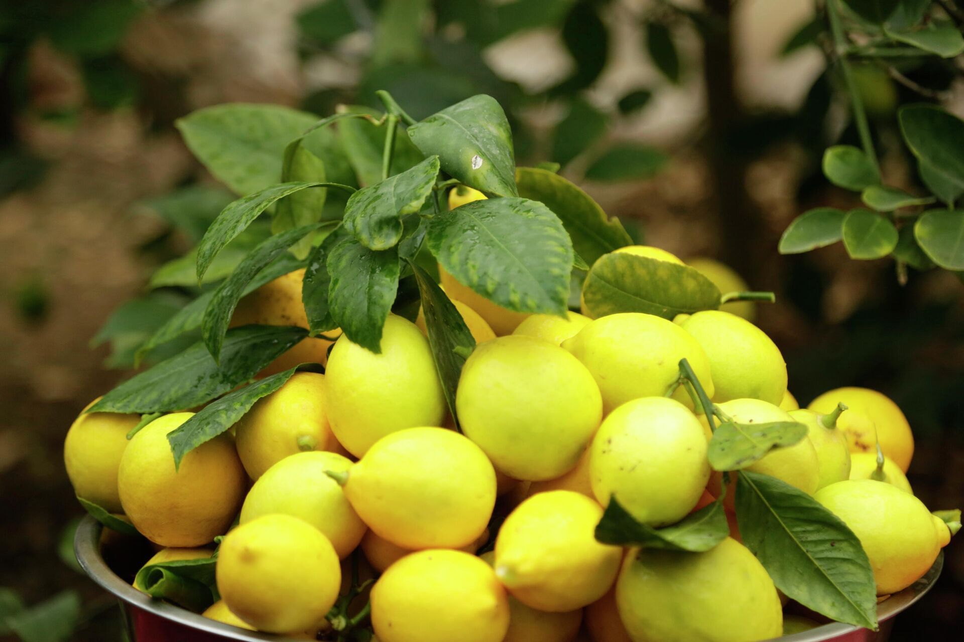 Лимон и пищевая сода — мощная лечебная смесь!