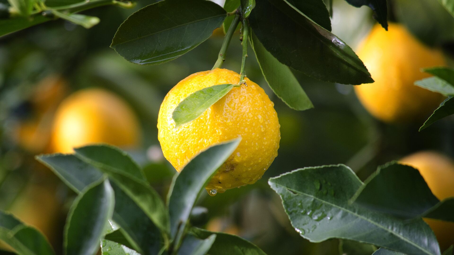 На лимоны тянет, значит девочка будет?! — 49 ответов | форум Babyblog