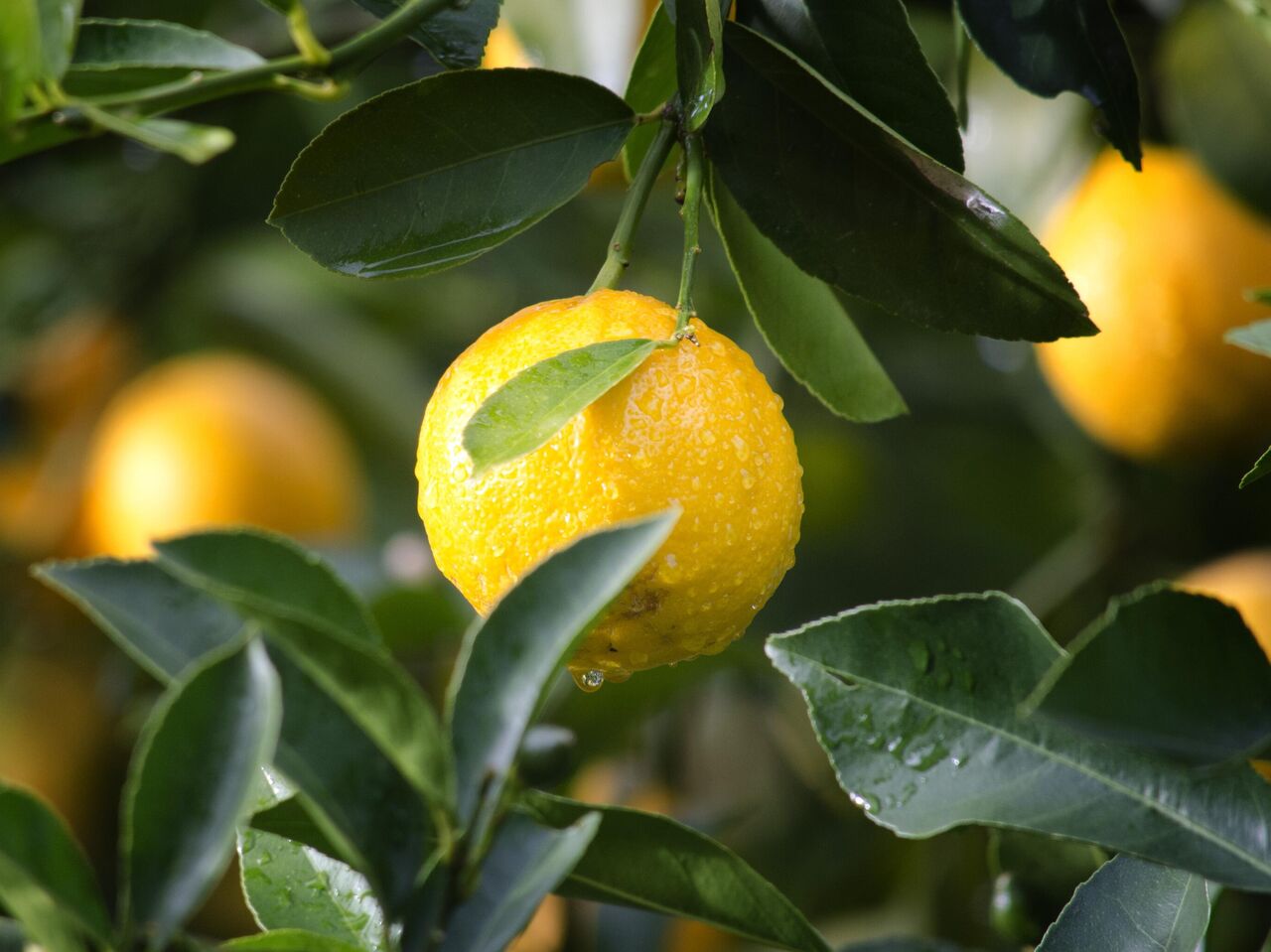 Лимонник китайский: полезные свойства и применение