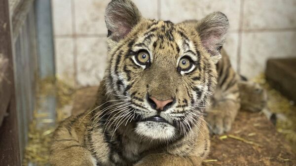 Сотрудники центра реабилитации диких животных выходили полуживого бенгальского тигрёнка, изъятого из незаконной продажи