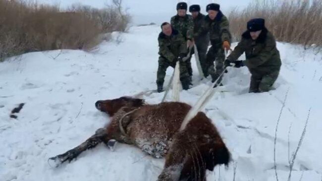 Курсанты спасли замерзающую лошадь