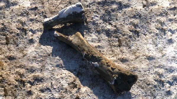 Кости задней конечности мамонта, найденные в Кемерово