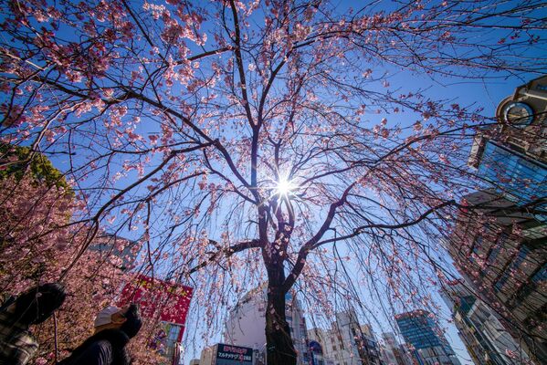 Цветение сакуры в Токио, 14 марта 2021 
