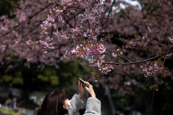 Девушка фотографирует цветущую сакуру в Токио, Япония 