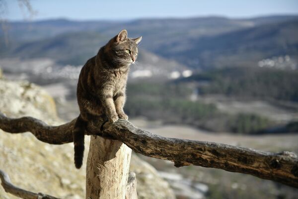 Кошка на территории пещерного монастыря Челтер-Мармара, расположенного на обрыве горы Челтер-Кая