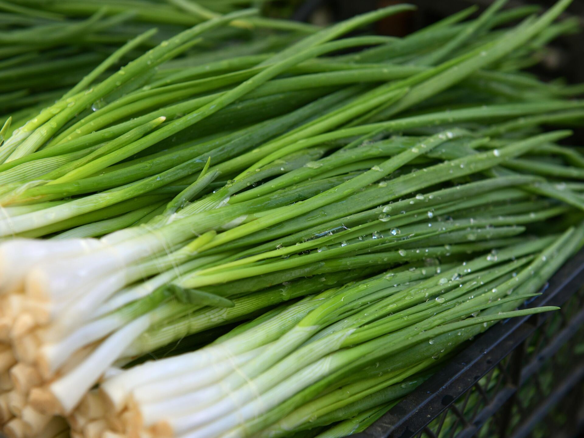 5 причин, по которым так хочется есть лук: польза и вкус этого овоща