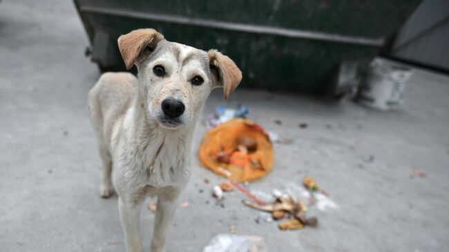 Бездомная собака возле мусорного контейнера в Симферополе