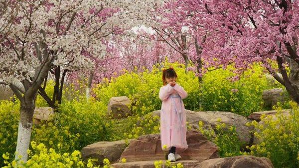 Райский сад: в Китае зацвела сакура