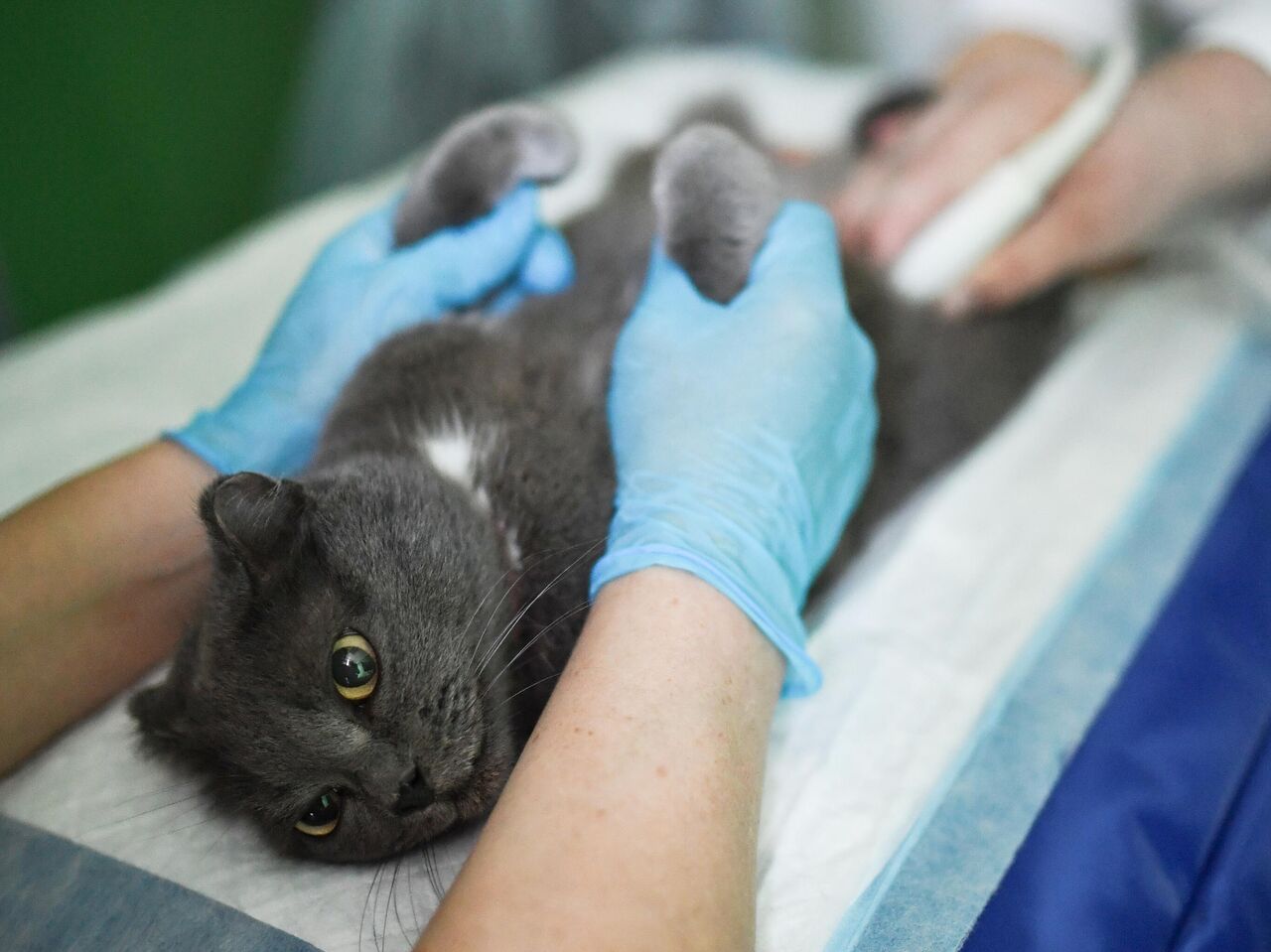 Симптомы и лечение отравления у кошек