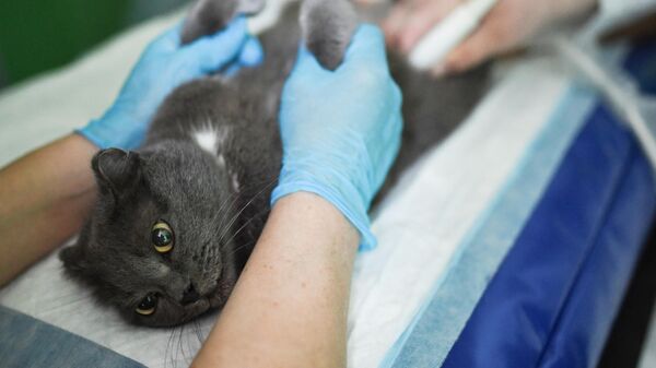 Ветеринарные врачи во время ультразвукового исследования кошки 