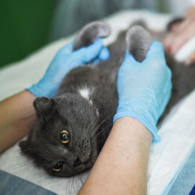 Болезни кошек: симптомы, признаки, лечение и профилактика