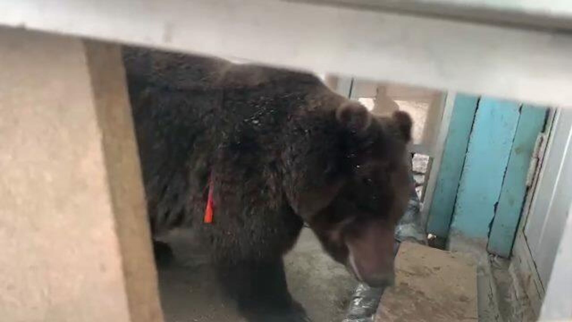 В Нижневартовске ищут нового хозяина для гулявшего на улице медведя - РИА  Новости, 17.03.2021