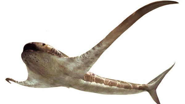 Художественная реконструкция крылатой акулы Aquilolamna milarcae