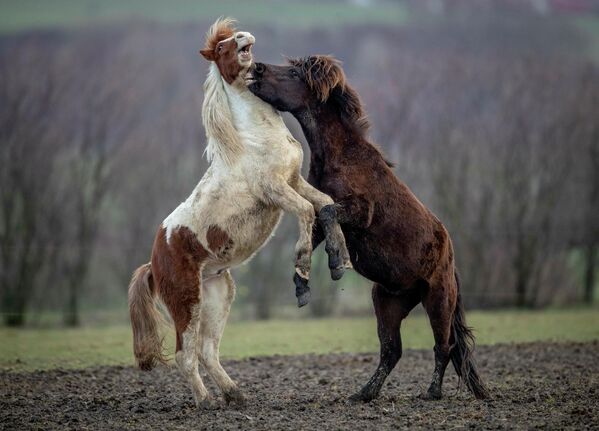 Ирландские лошади играют в загоне на ферме в Верхайме, Германия 