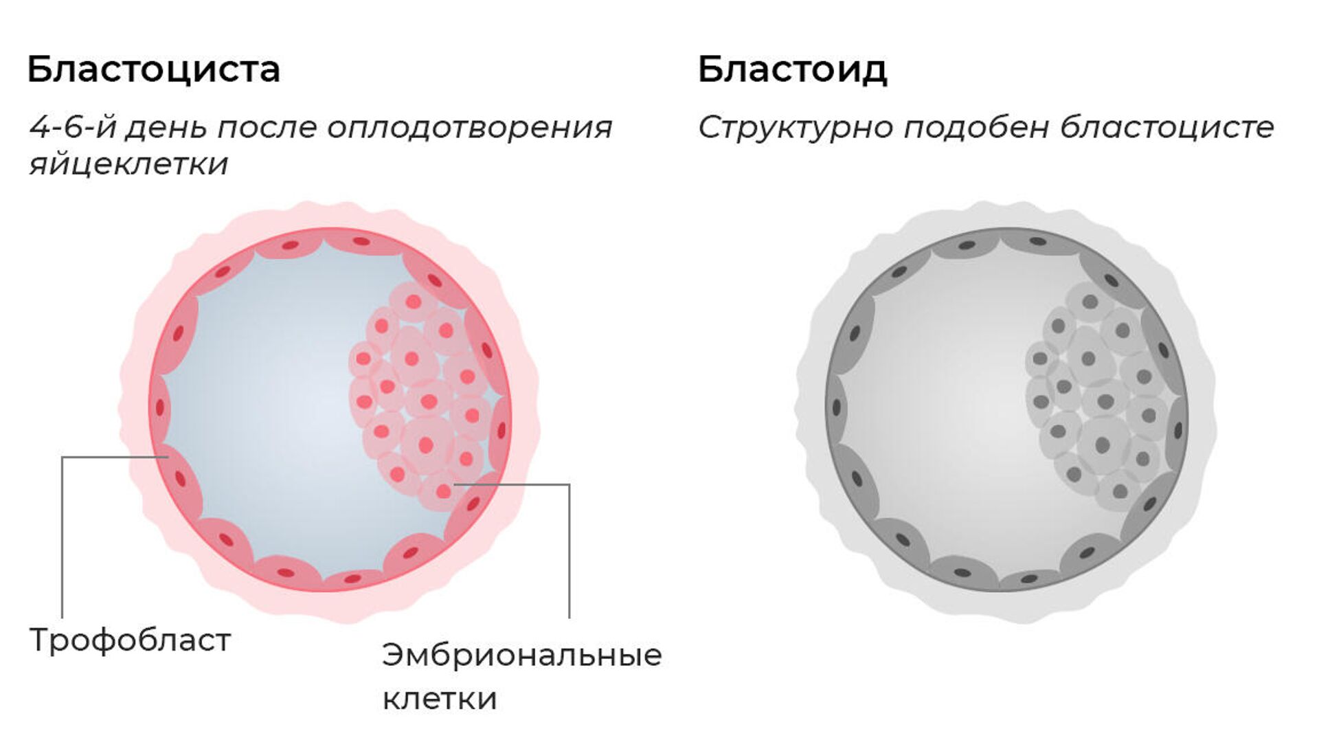Бластоциста и модель человеческого эмбриона - РИА Новости, 1920, 19.03.2021