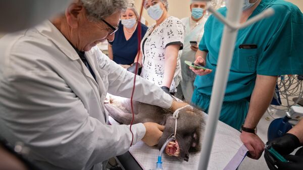 Операция в НИИ медицинской приматологии в Сочи